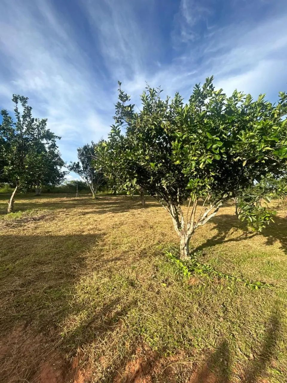 OPORTUNIDADE: CHÁCARA A VENDA - 100m da PA-160 - Foto 2