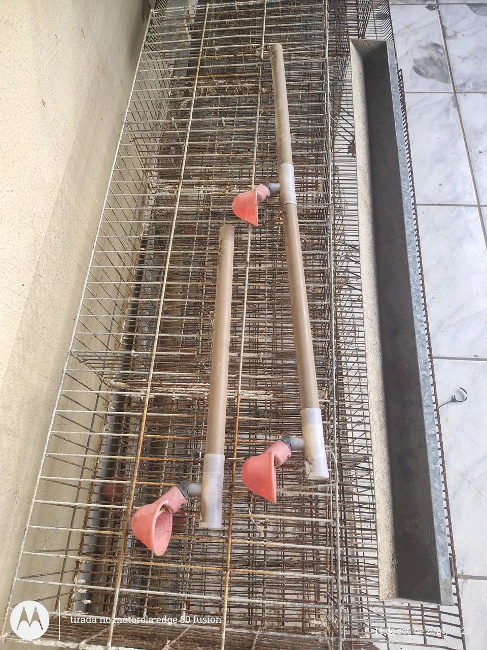 Gaiolas pra codornas 