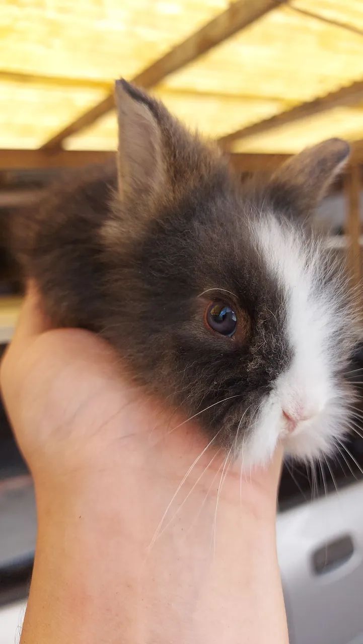 Últimos 5 Mini Lionhead disponíveis em Curitiba - Foto 5
