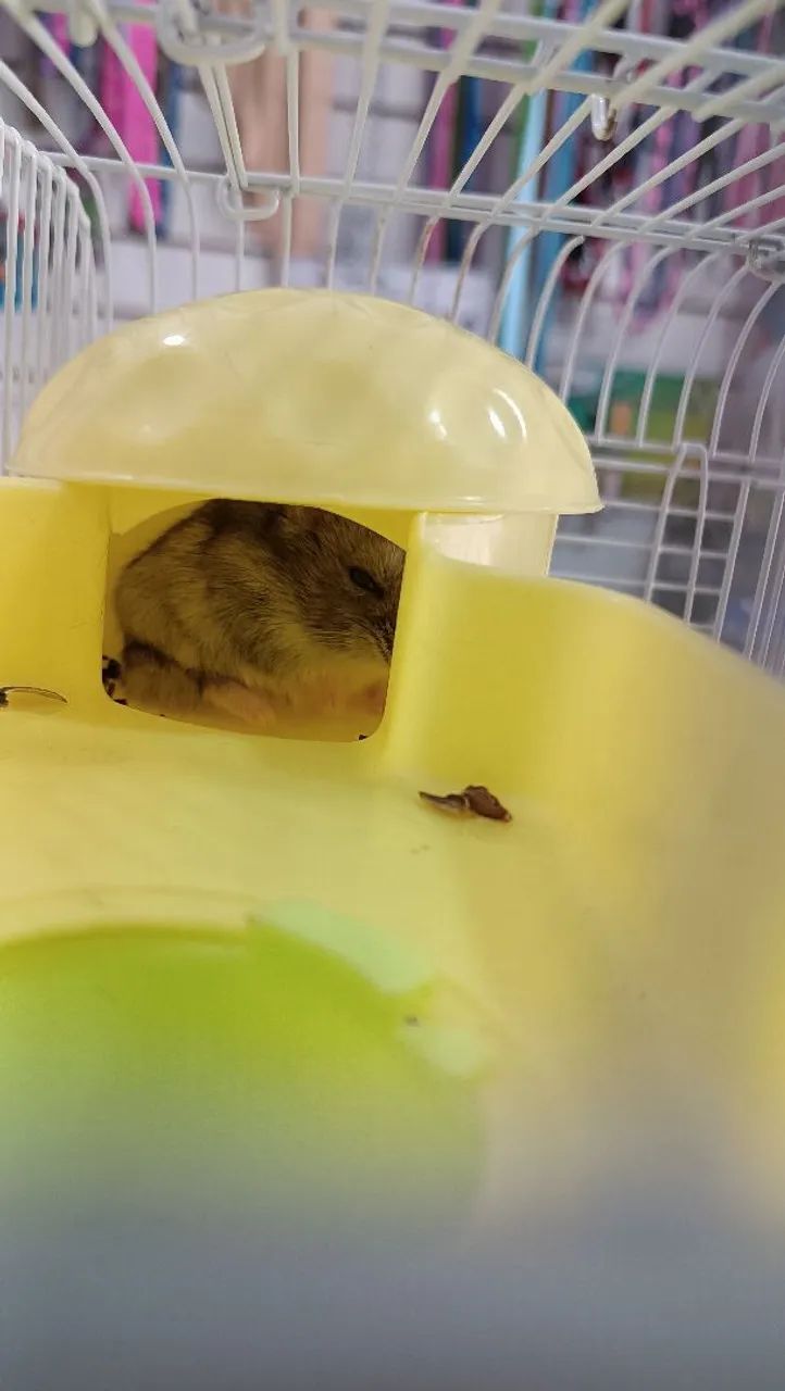 Gaiola para hamster  - Foto 2