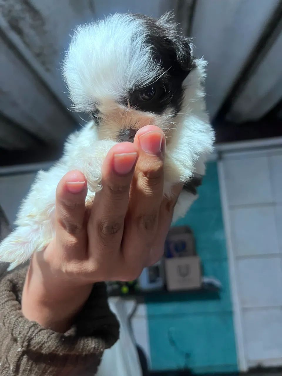 Filhotes de shitzu mini machos  - Foto 2