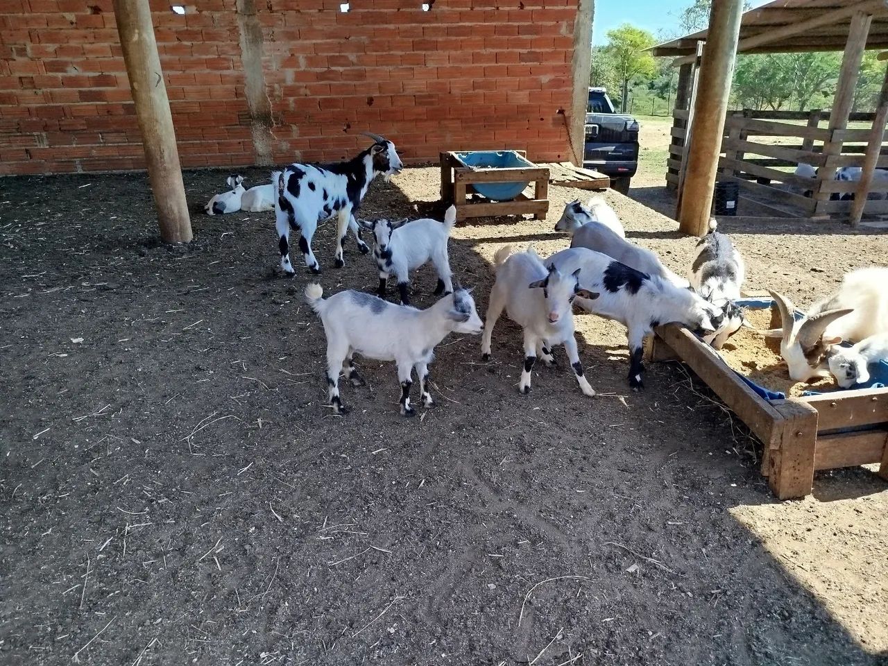 Mini bode mini cabrito