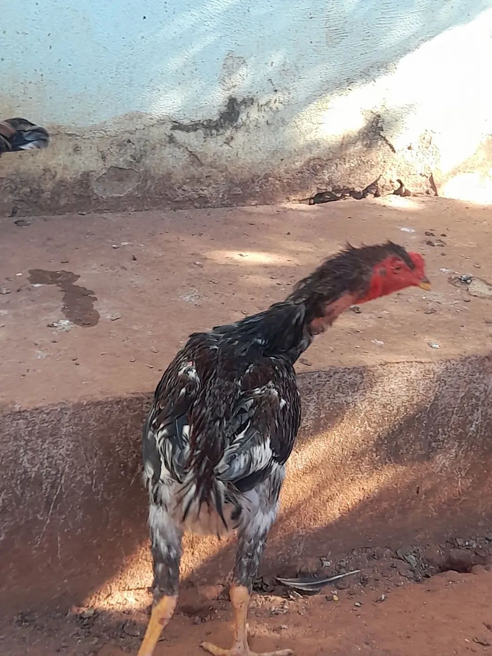 Galinha - Foto 4