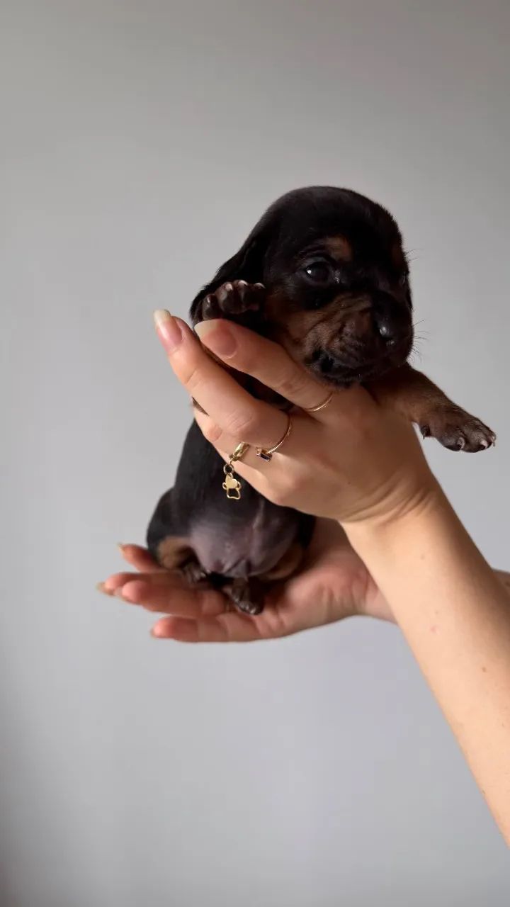 Dachshund/Cofap /Salsicha - Foto 4