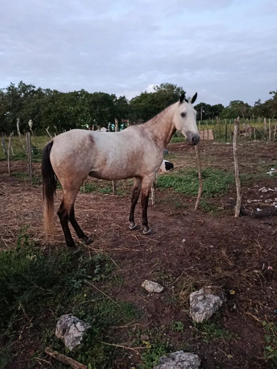 Potra - Foto 3