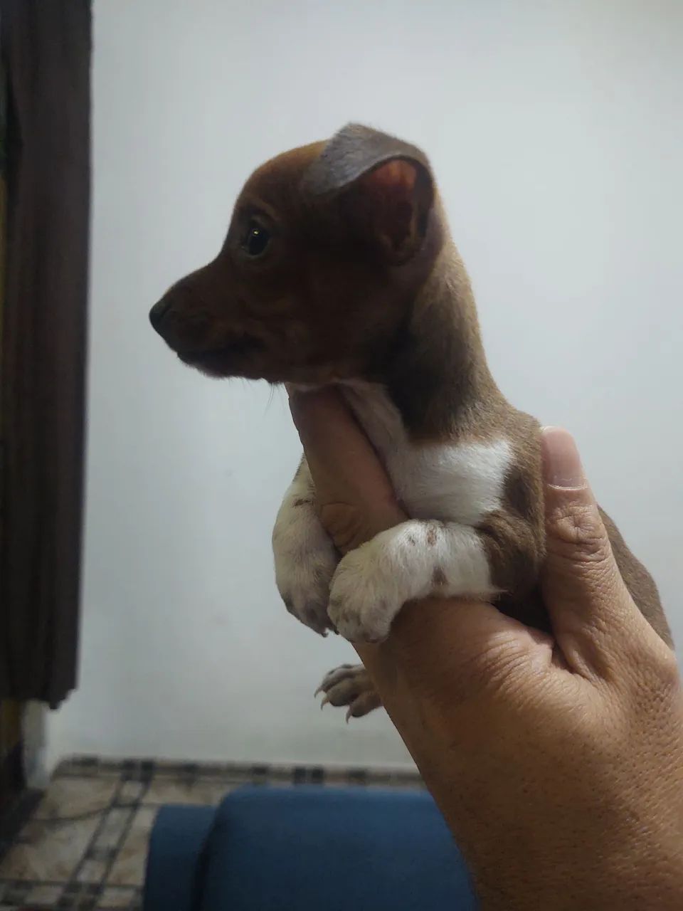 Pinscher Fêmea  - Foto 3