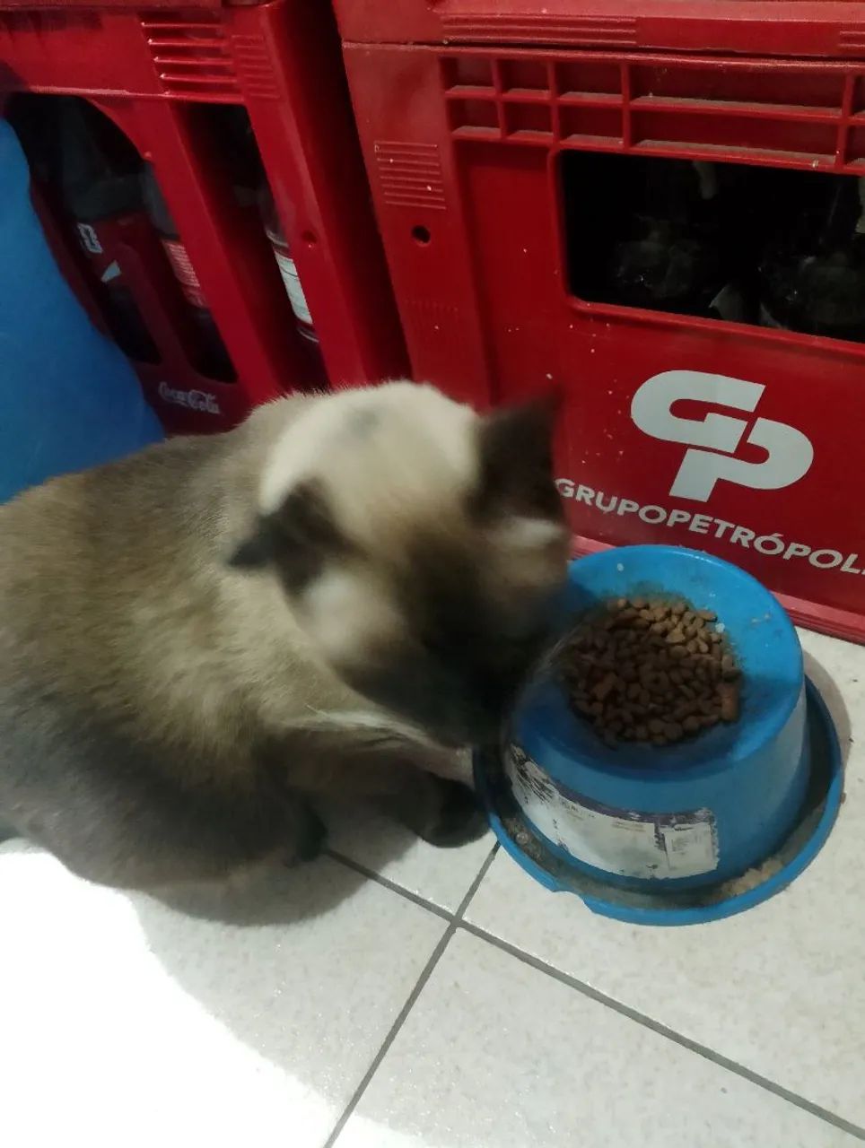 doa ção gato siamês adulto  - Foto 2