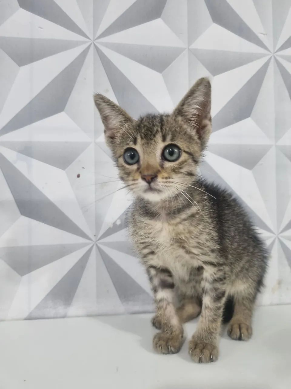 Gatinha para adoção - Foto 5