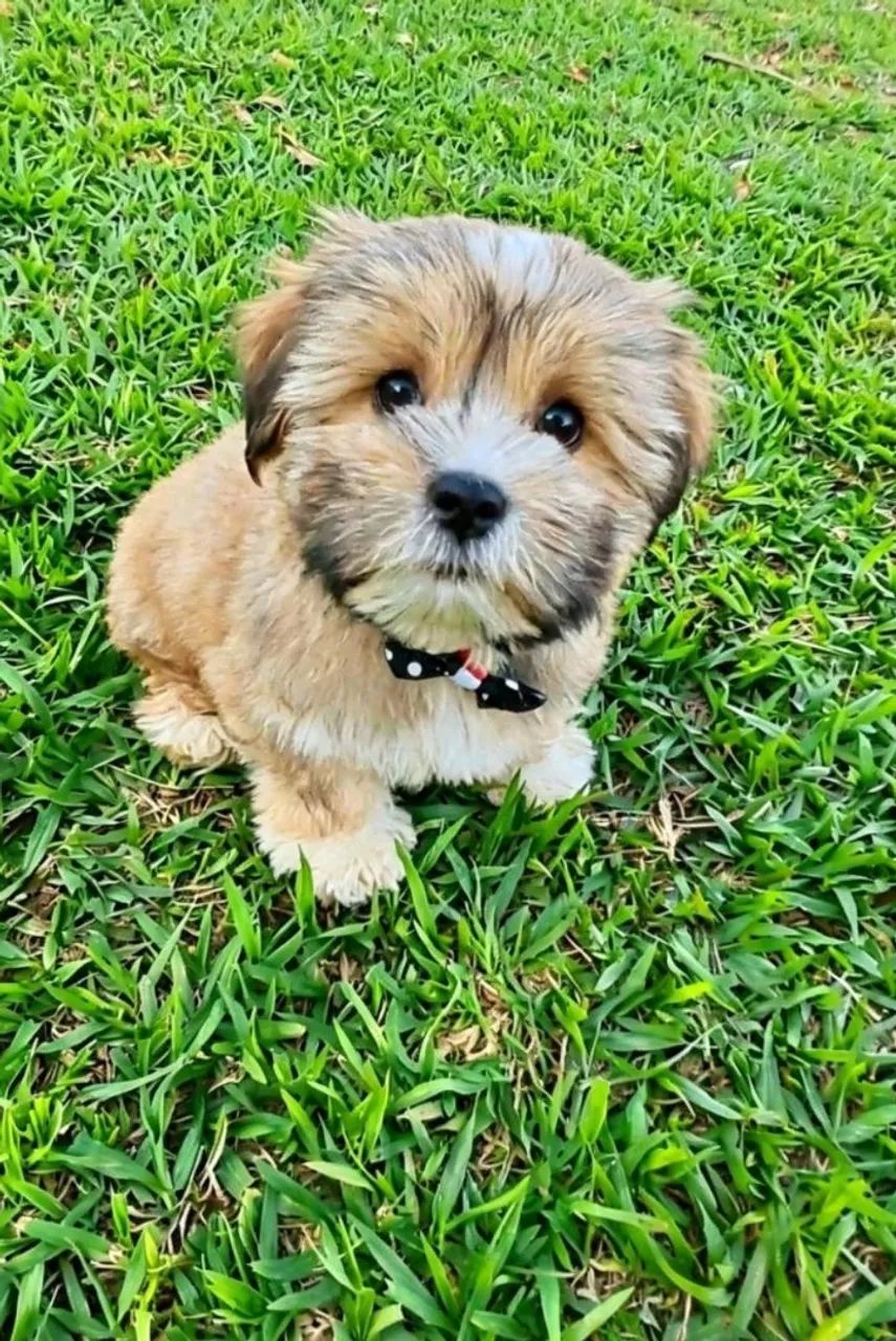 Lhasa Apso  - Foto 3