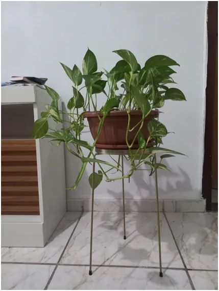 Lindas plantas, por apenas R$ 960,00, todas no vaso e com suportes metálicos. - Foto 5