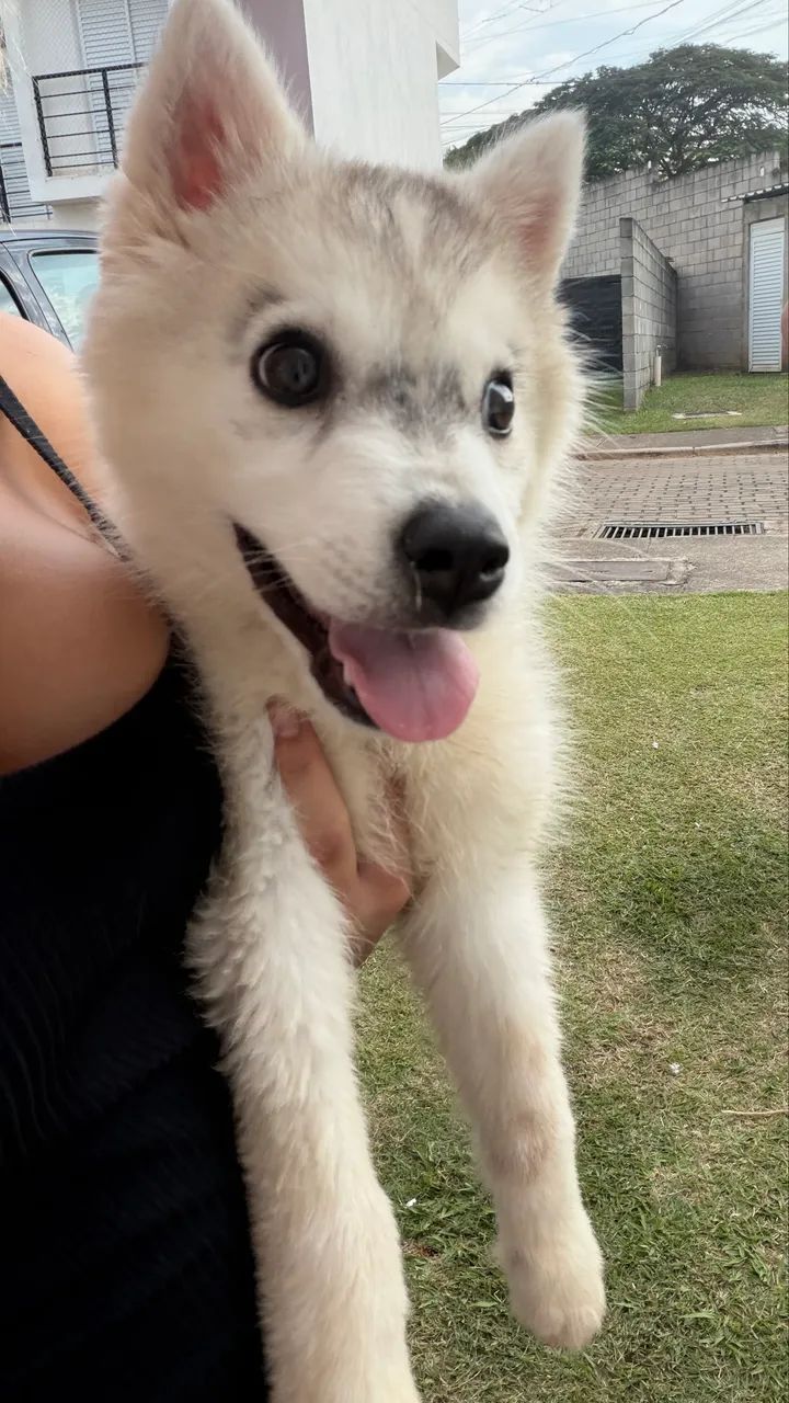 Husky fêmea 