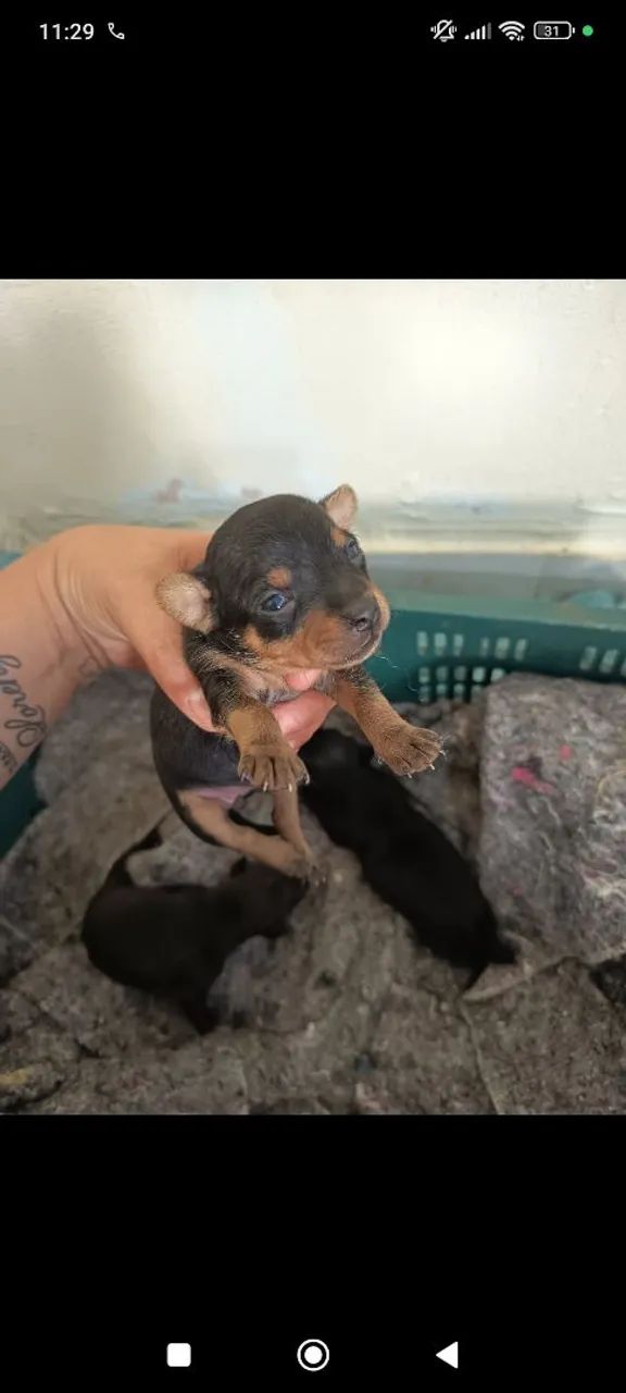 Pinscher n° 1 - Foto 3
