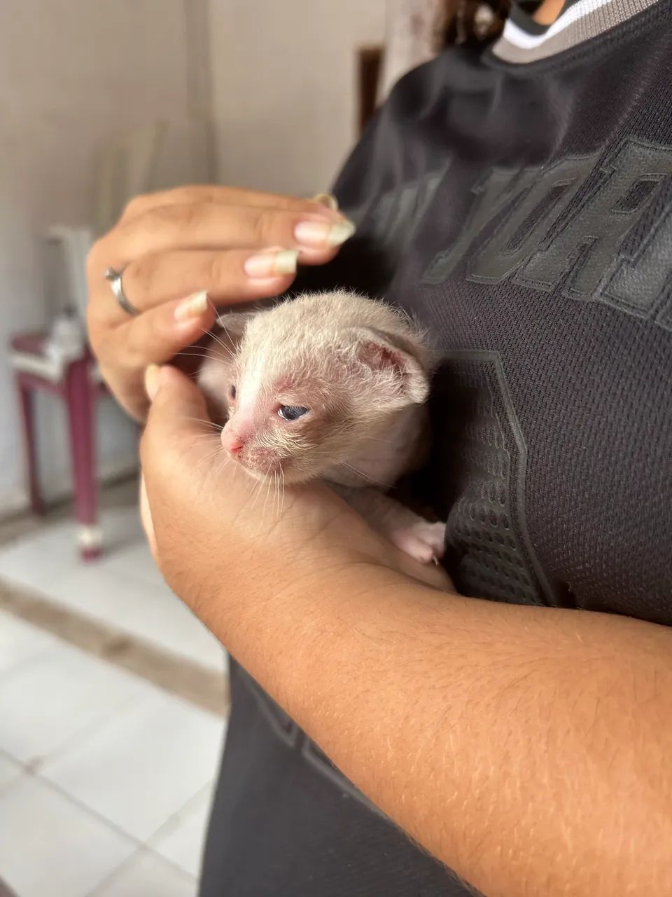 GATOS PARA ADOÇÃO RESPONSÁVEL - Foto 4