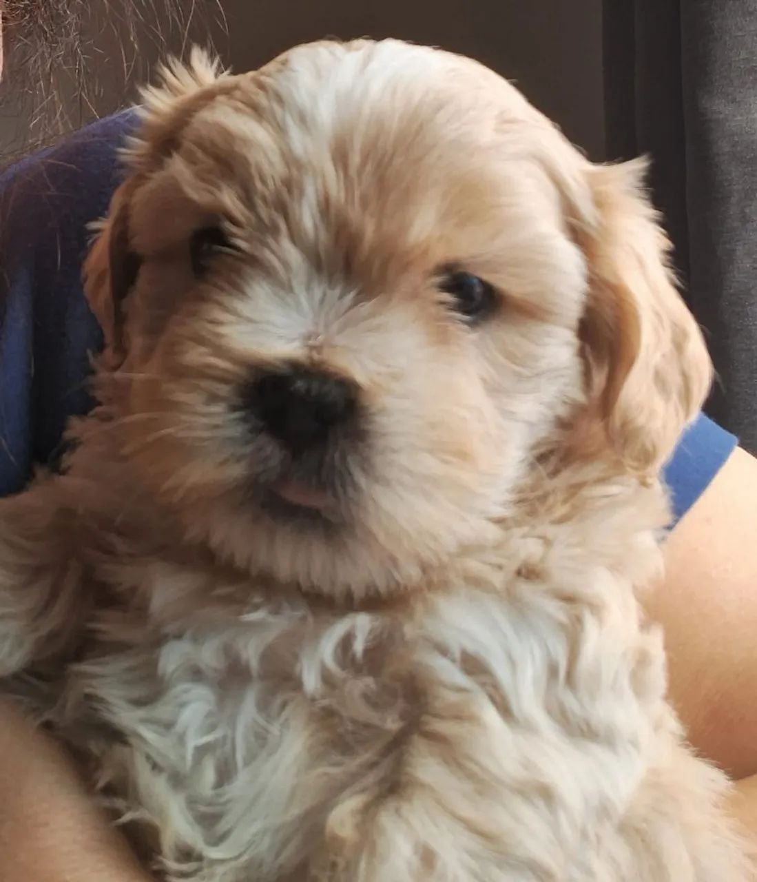 Cachorros - Foto 3