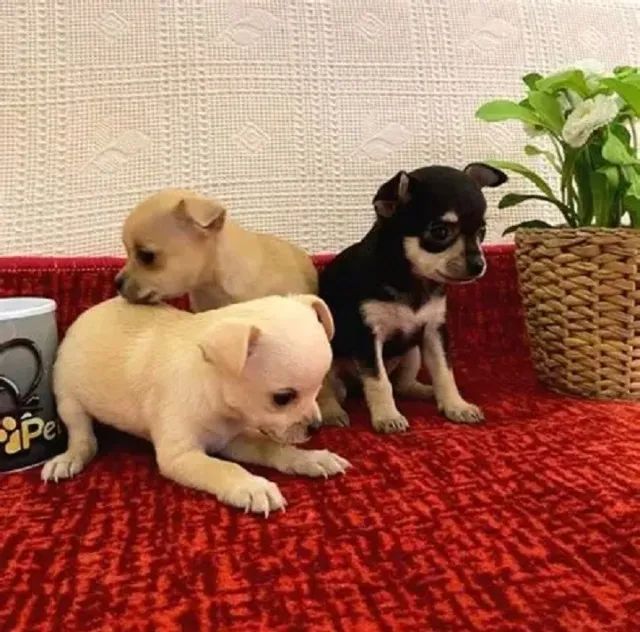 LINDOS E PEQUENOS PINSCHER X FOX 