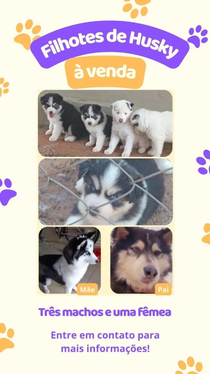Cachorro