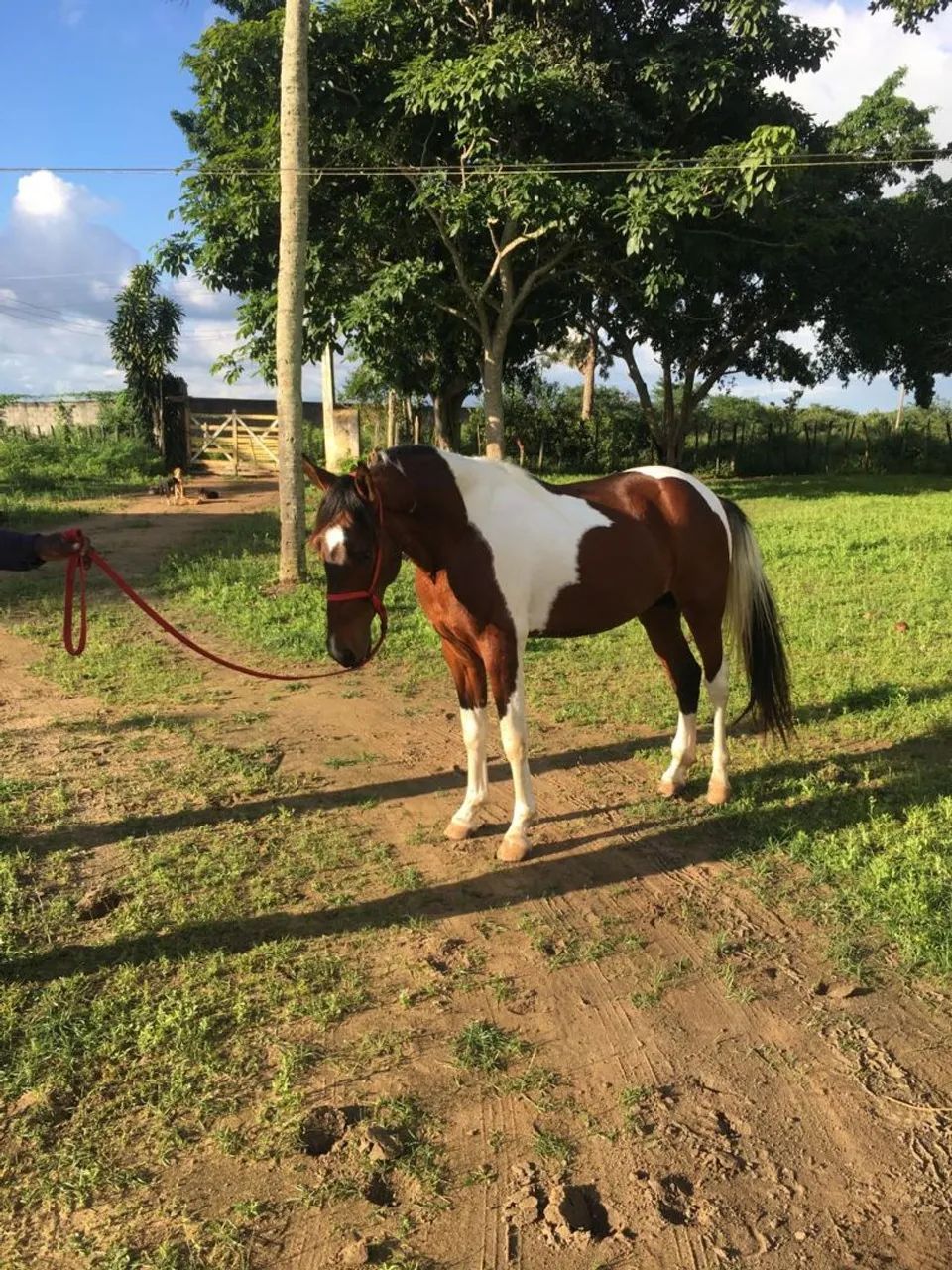 CAVALO MANGA LARGA 