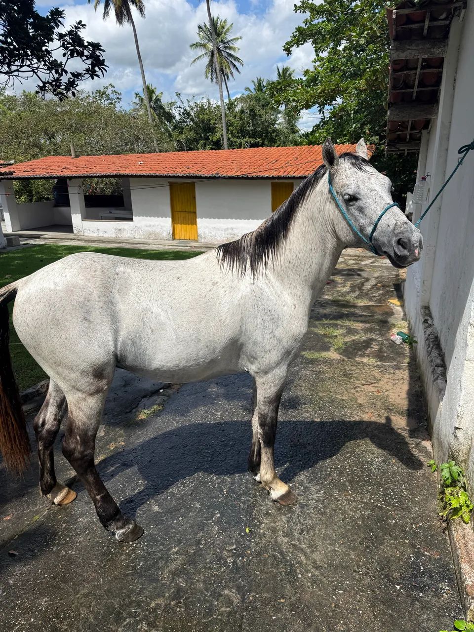 Cavalo garanhão inteiro - Foto 5