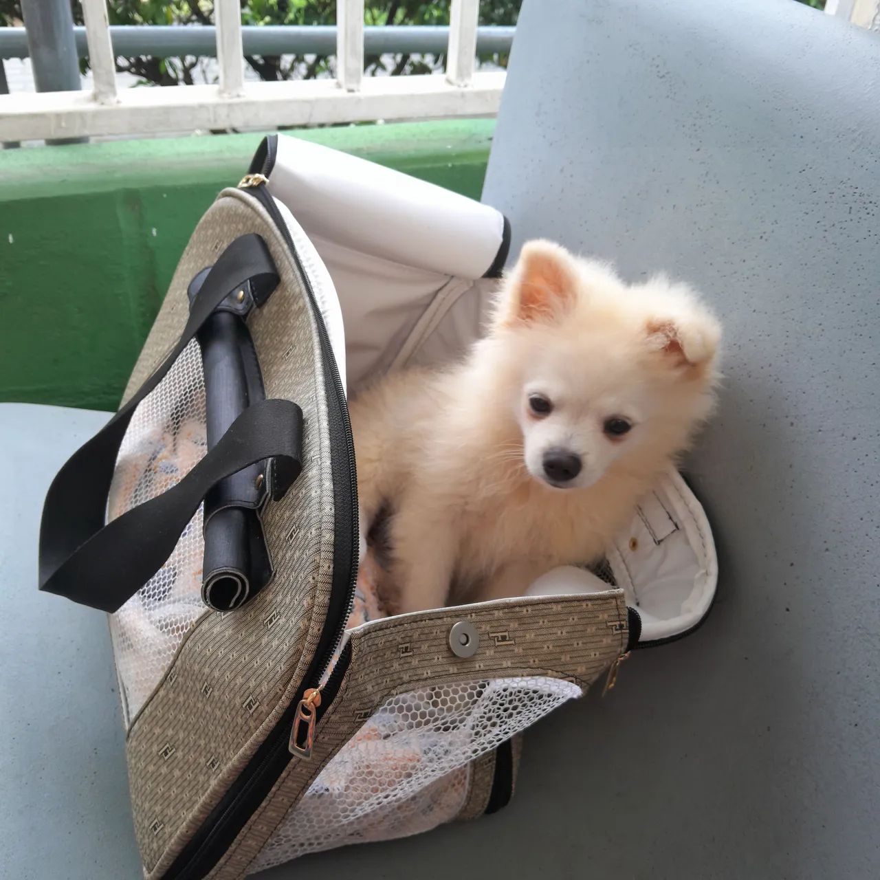 Bolsa de transporte pet