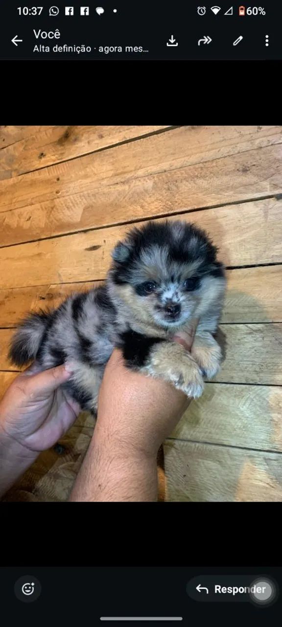 Spitz alemão/lulu da pomerana.