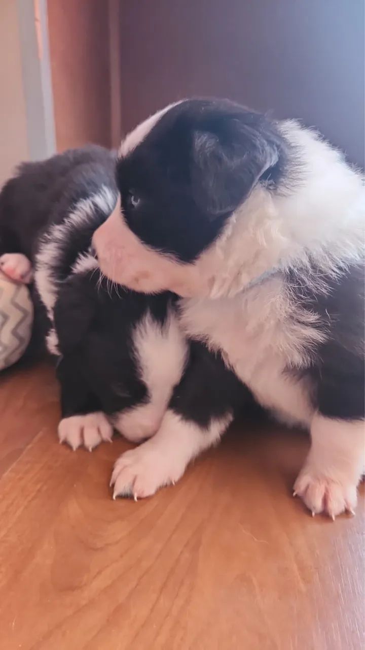Border Collie - Foto 5