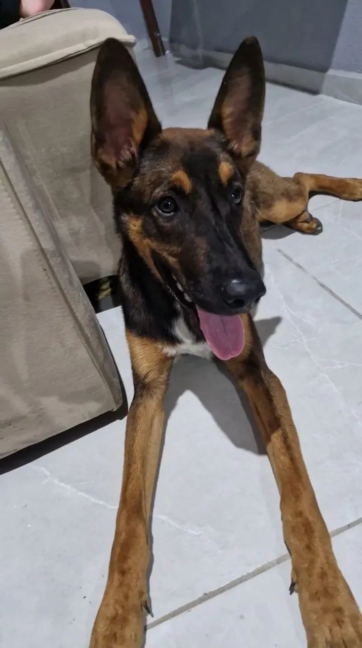  pastor alemão malinoá 6 meses - Foto 2