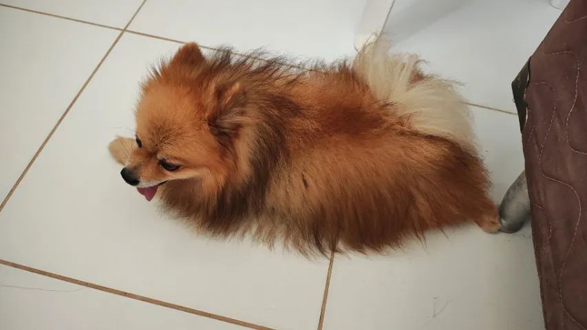 Cachorro  - Foto 4