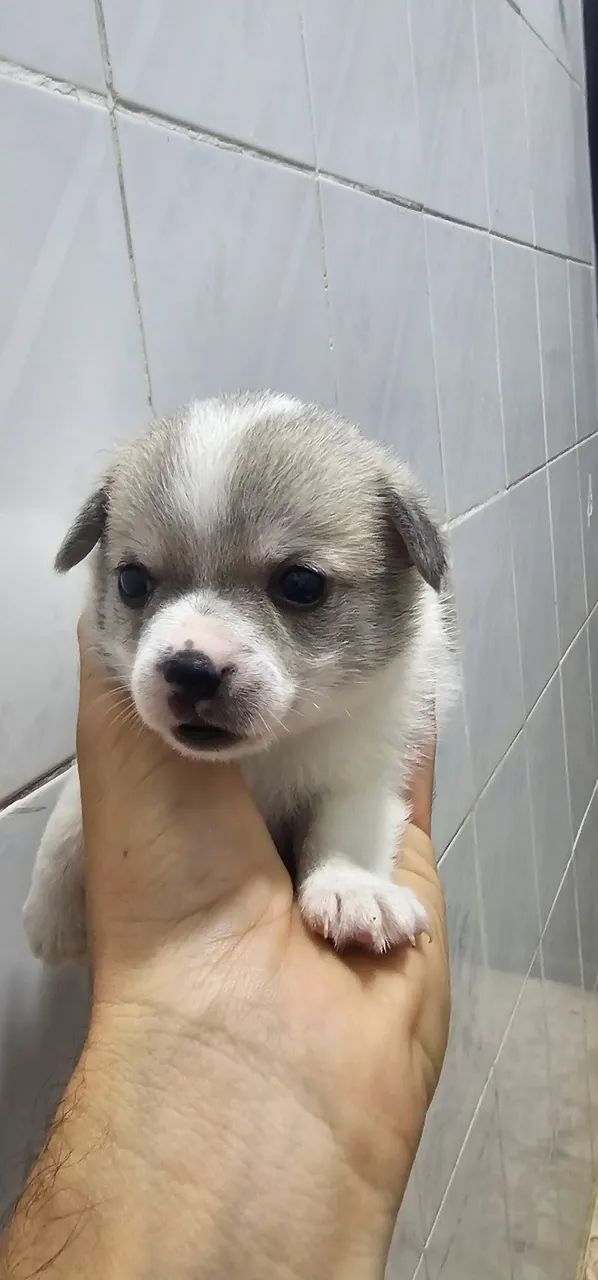 Spitz com chiuaua
