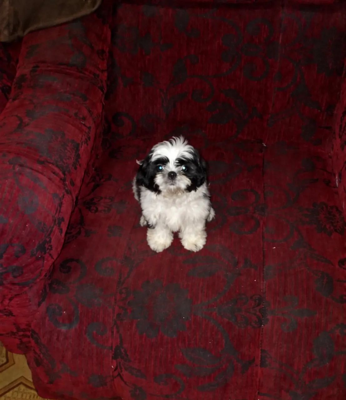 Cachorro 