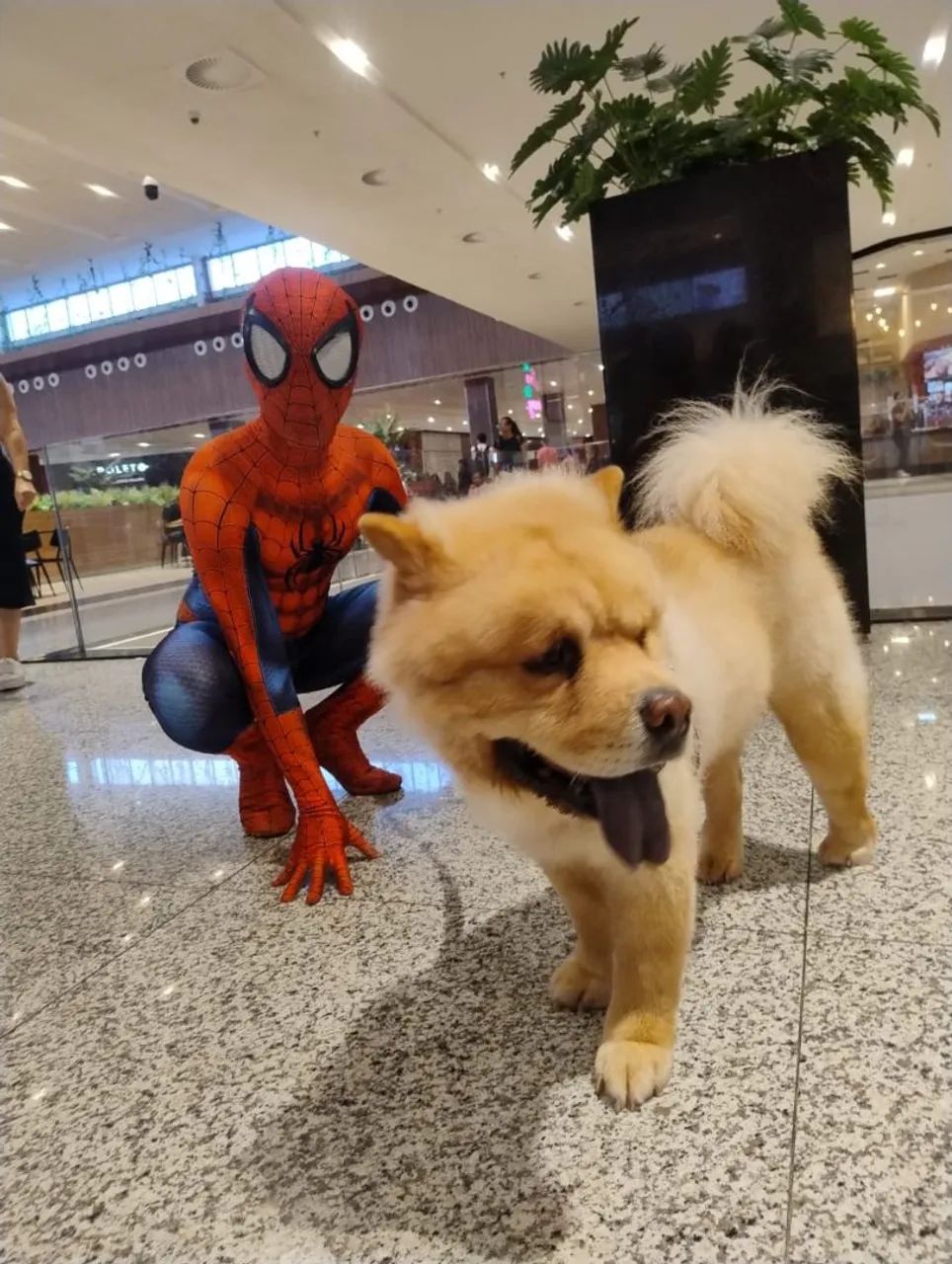 Cachorro chow-chow
