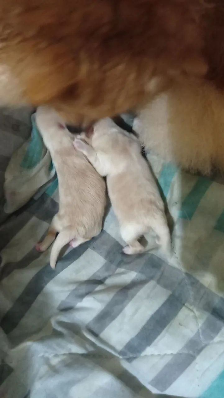 Filhotes de spitz alemão  - Foto 4