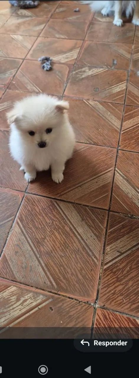 Filhotes de cachorro  - Foto 5