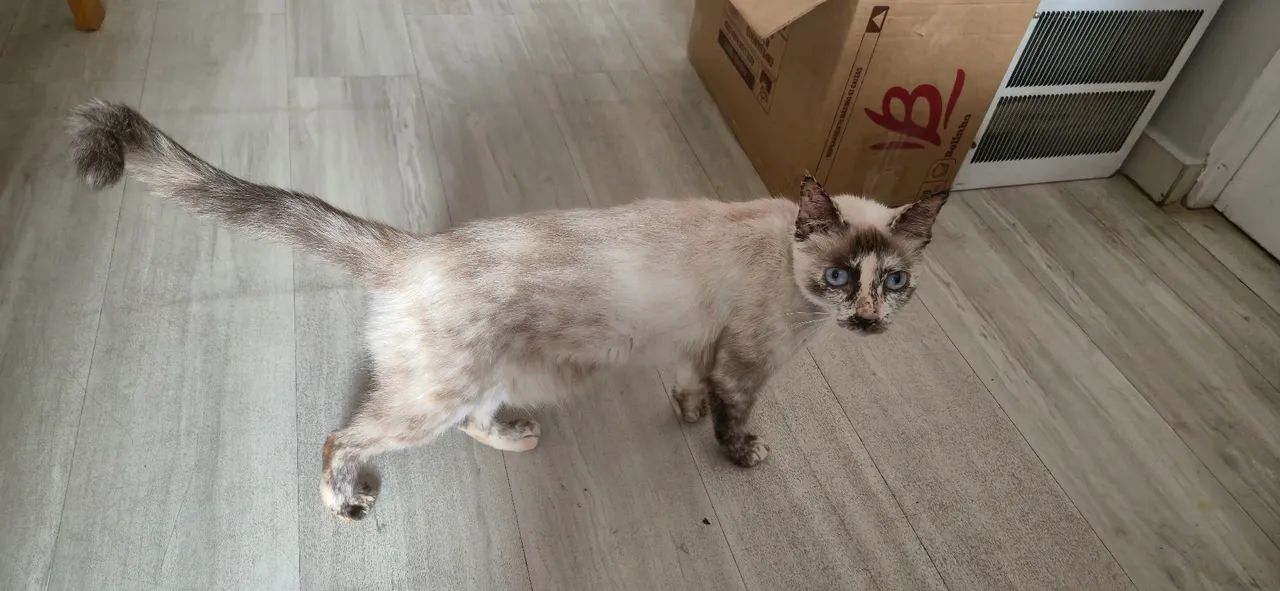 Doação de Gata ( Felipa )