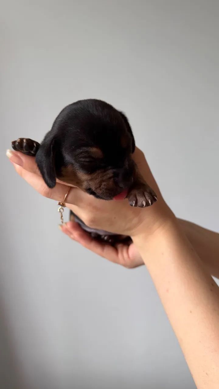 Dachshund/Cofap /Salsicha - Foto 2