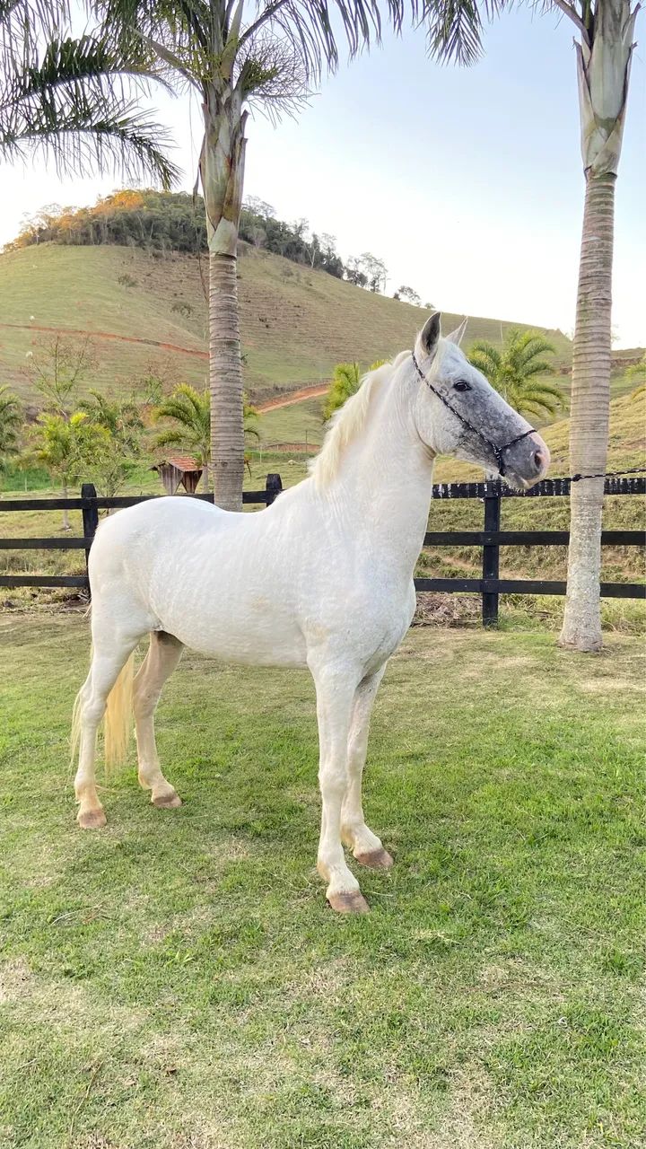 Vendo cavalo mangalarga  - Foto 3