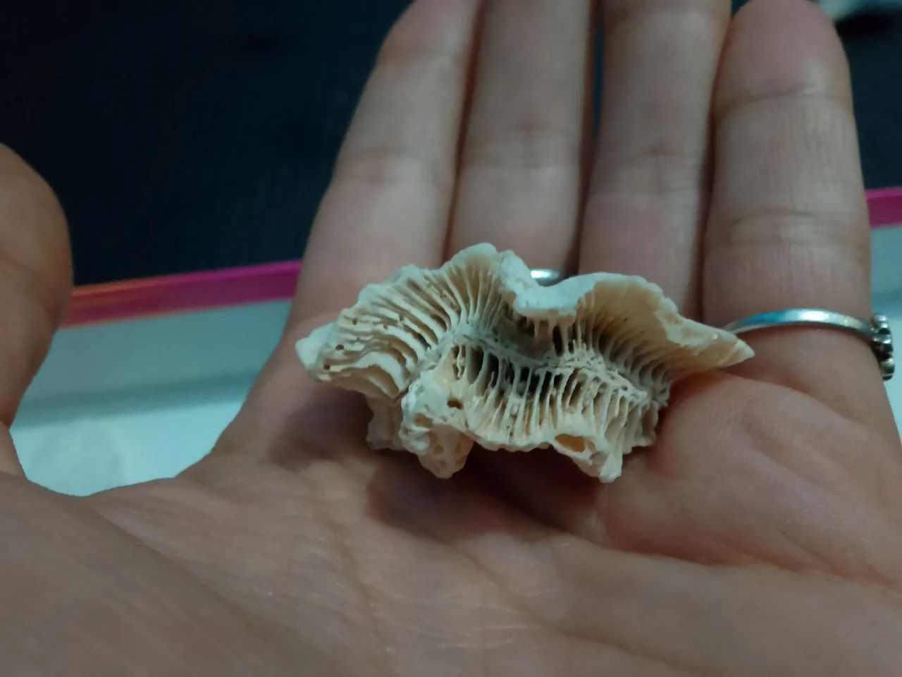 Lot de esqueletos de corais - Foto 3