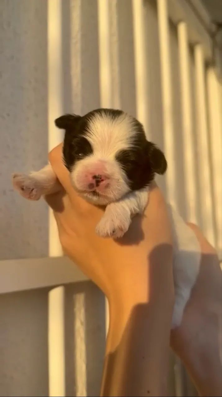 Filhotes shih tzu - Foto 2