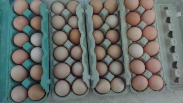 Ovos caipira galos e galinhas - Foto 3