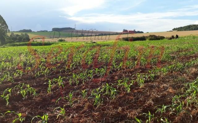 Chácara próximo Cascavel 500 mil