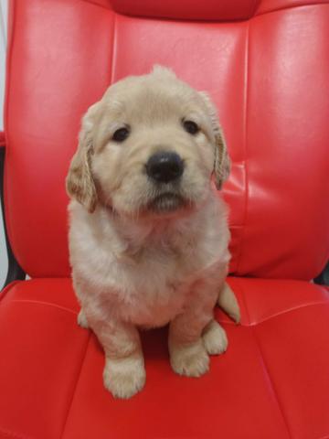 Goldens à pronta entrega e garantias de vida em contrato e assistência vet
