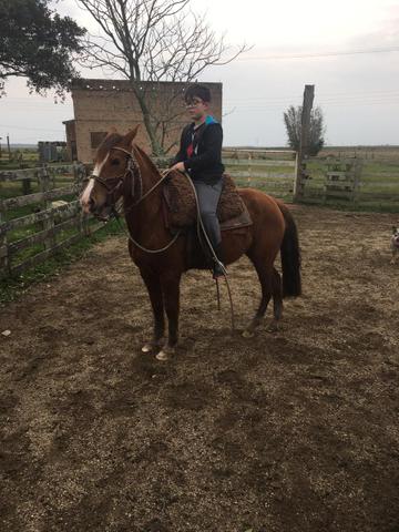 Lindos, égua e cavalo crioulos Puros mansos um já laça,