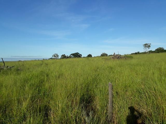 Fazenda Cultura na Beira Rio Araguaia. Araguatins-TO. - Foto 14