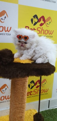 Gatos Persas em Londrina - Foto 2