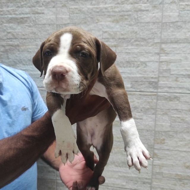 Filhotes de American Pit Bull Terrier em 12x