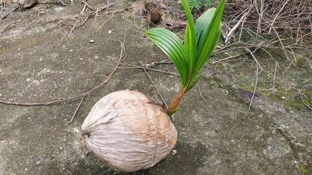 Muda coqueiro gigante 