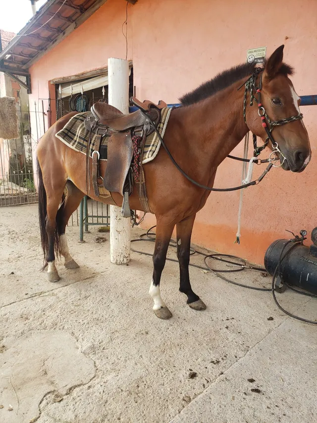 Cavalos de Salto: de A a Z – Cavalo de Salto Argentina