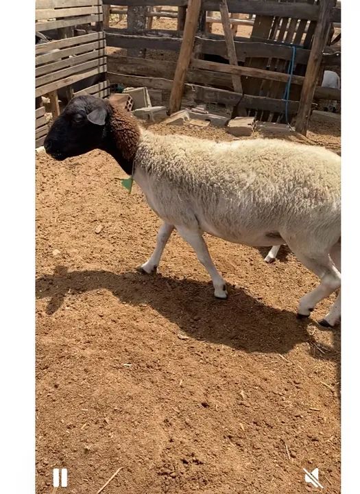 Dorper WS ?Ovelhas dorper - Foto 5