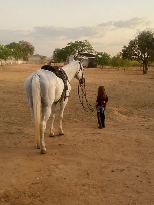Garanhão manso Inteiro - Foto 3