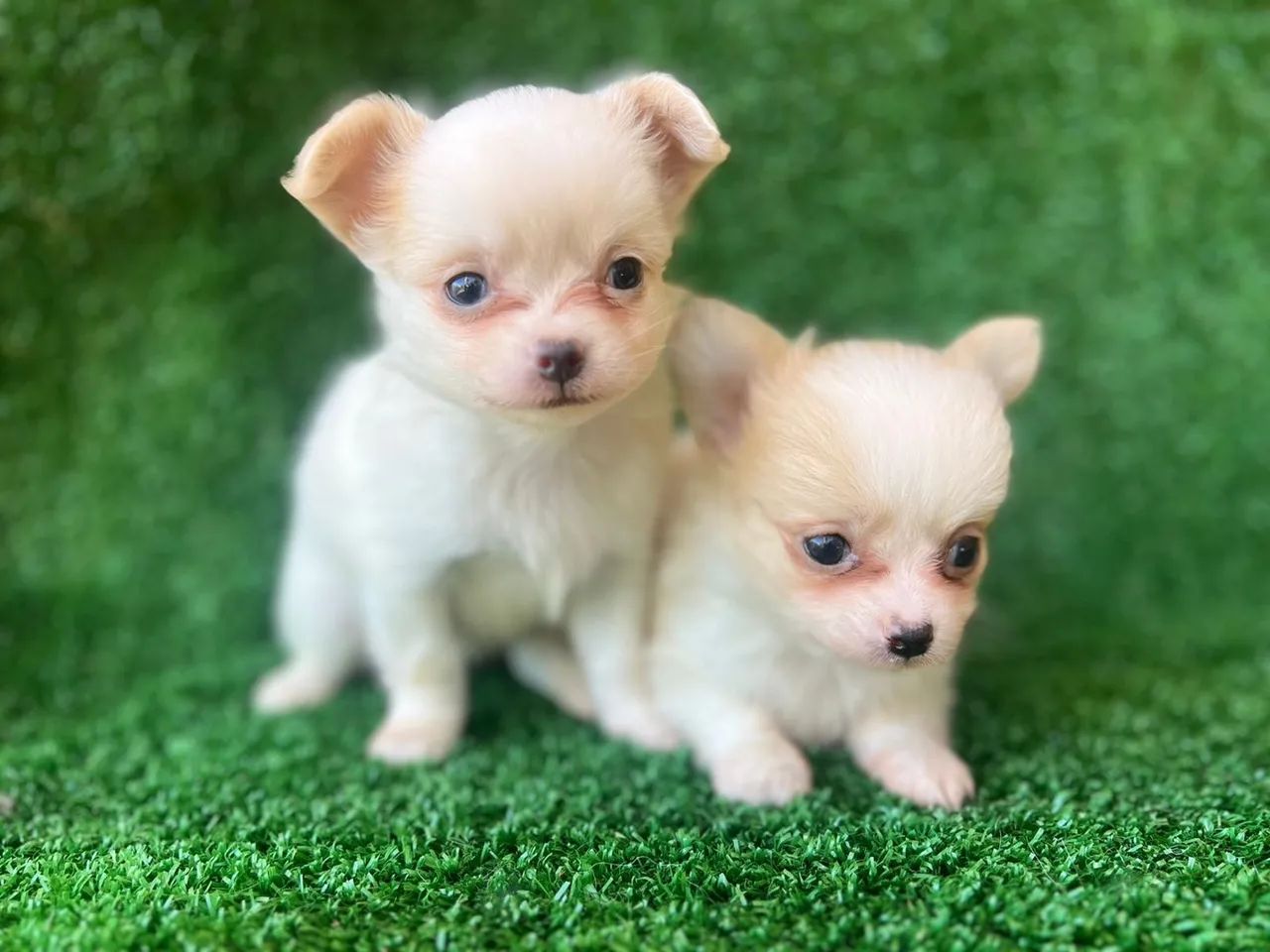 Chihuahua companheiro perfeito para qualquer lugar  - Foto 2