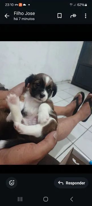 Filhotes disponível  - Foto 5